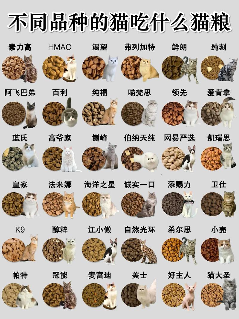 猫能吃什么