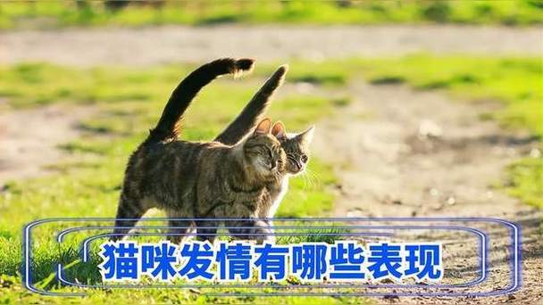 猫怀孕后还会有发情现象吗?