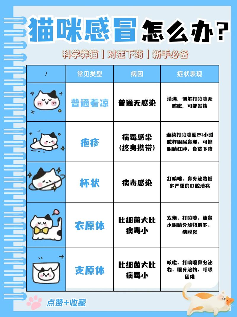猫咪感冒了,要怎么办好呢?