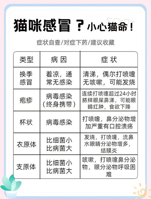 两岁猫咪感冒了怎么办