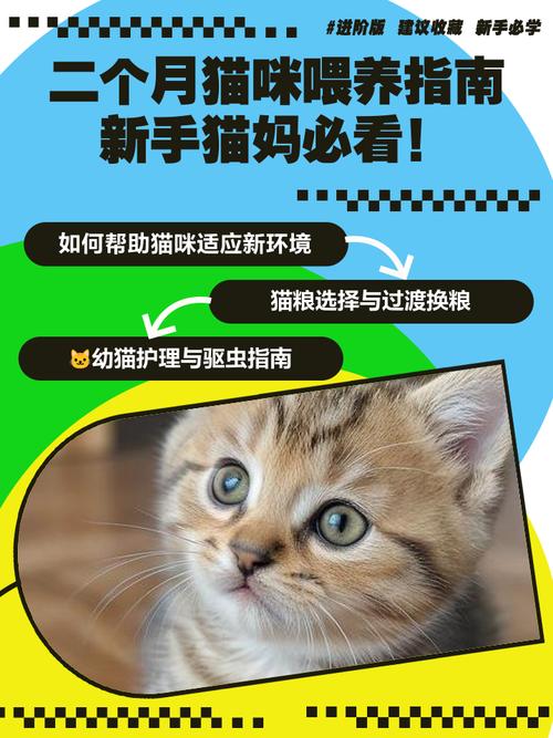 2个月猫咪怎么喂养