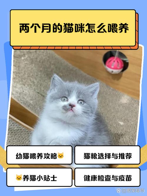 2个月猫咪怎样养大?