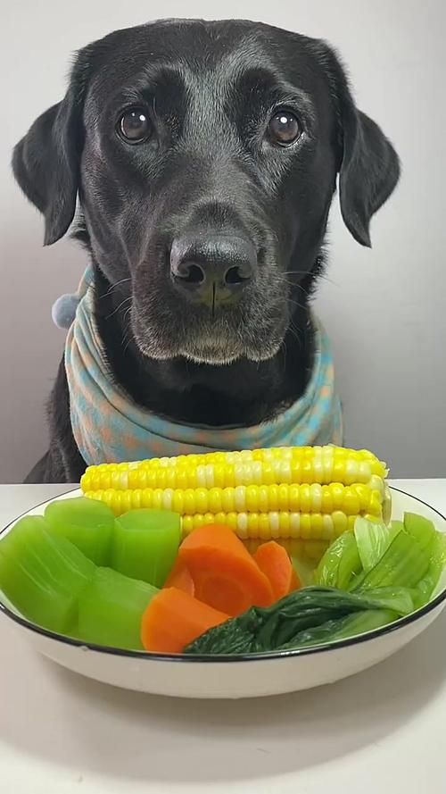 狗狗能不能吃玉米
