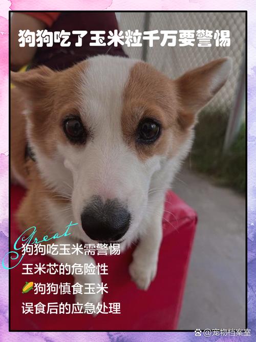 狗狗不能吃玉米吗?