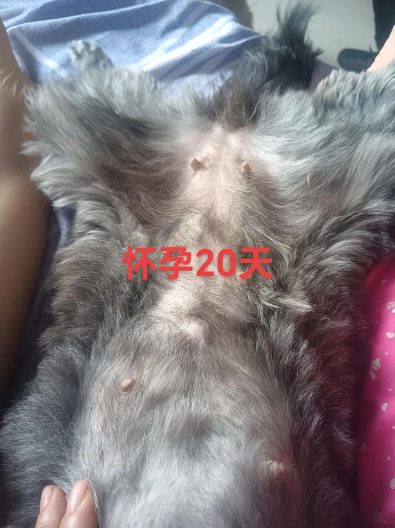 狗怀孕到生产变化