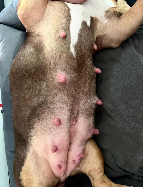 狗怀孕的症状