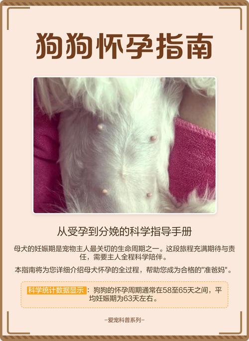 狗狗多久能看出来怀孕