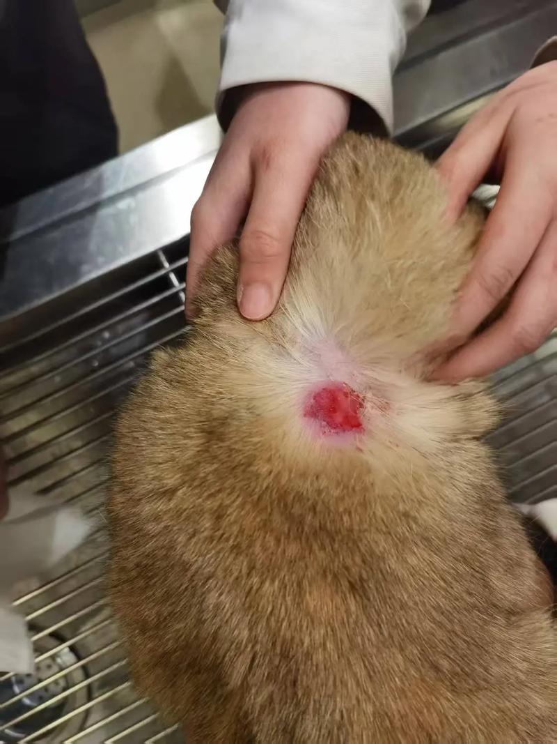 被猫抓伤了要打疫苗吗