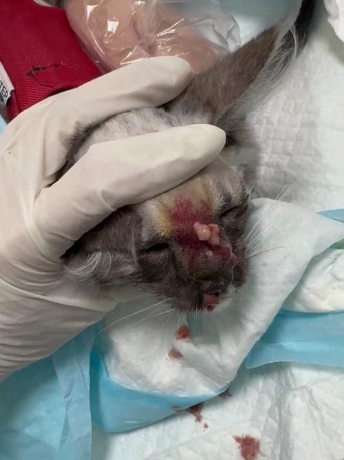 猫咪爪子破了流血了怎么办
