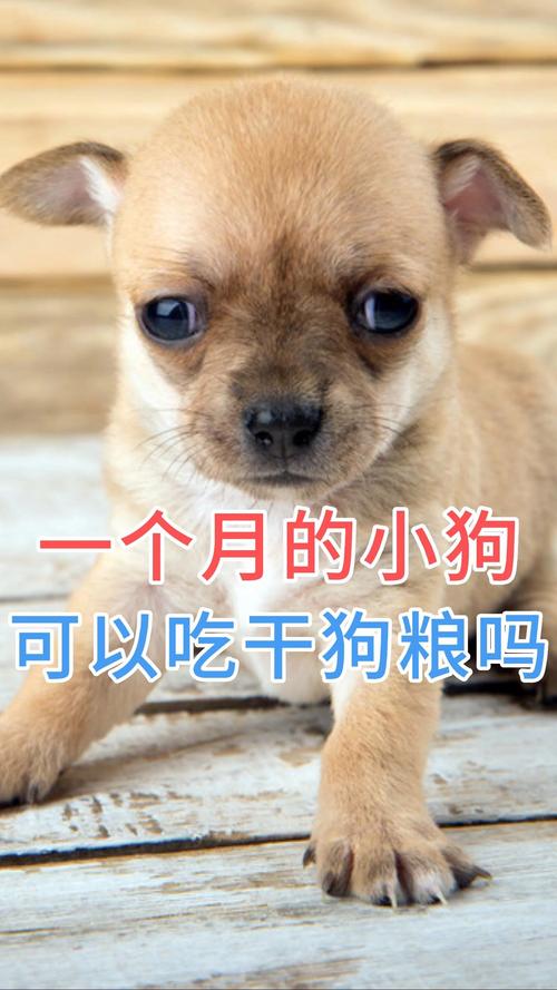 一个月大的小狗吃什么好