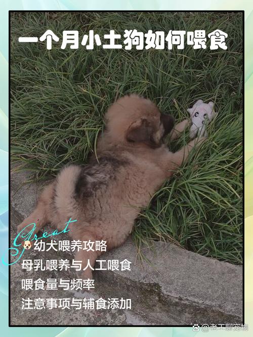 一个月大的中华田园犬应当吃什么?
