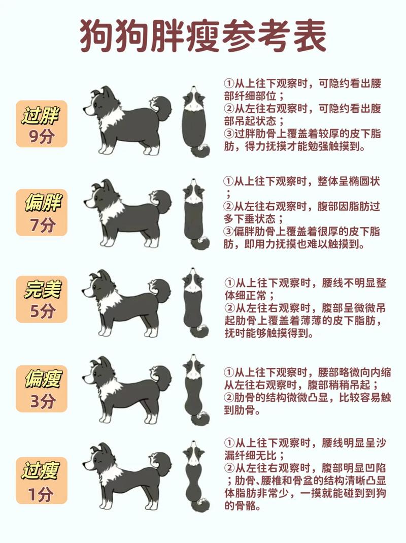 狗狗吃什么可以变胖