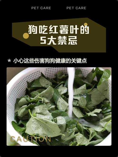 在泰迪眼里,这八种食物是“最爱”