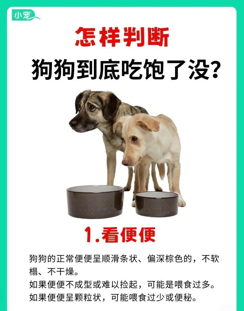 狗拉肚子能吃狗粮吗