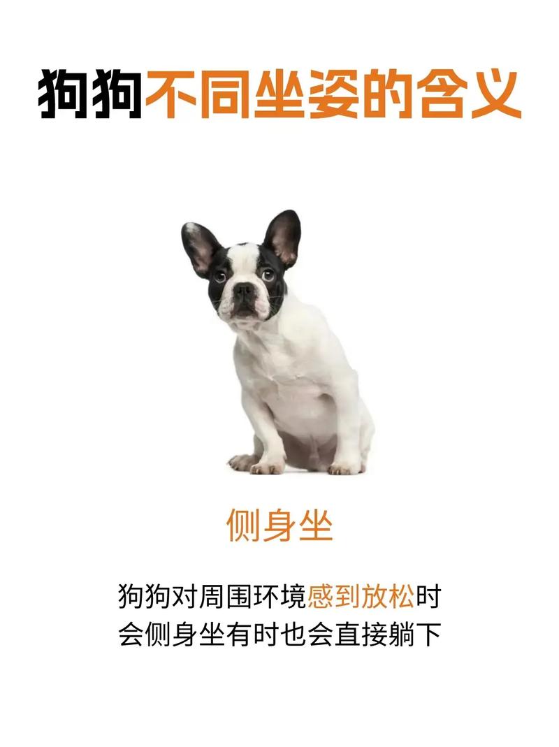 怎么训练小狗坐下