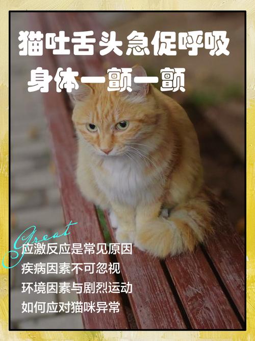 猫热的一直吐舌头