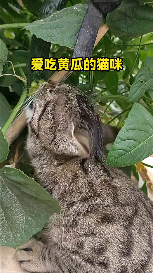 猫可以吃黄瓜吗?