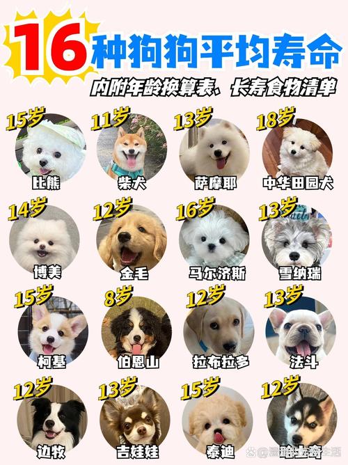 狗狗三岁相当于人类多大