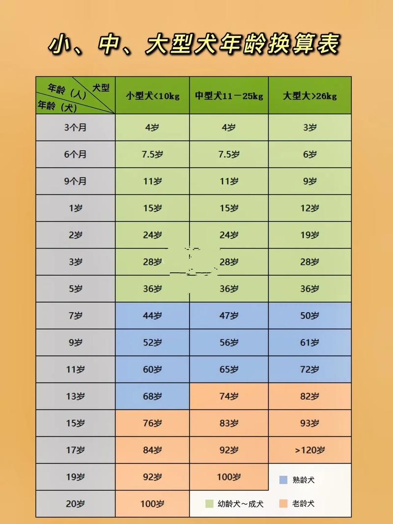 小狗3岁相当于人的多大年龄啊??