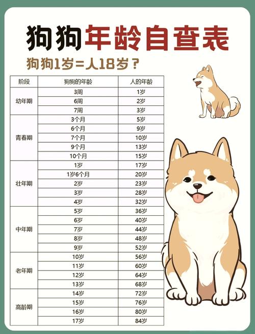 狗在3岁的时候相当于人多少岁呀