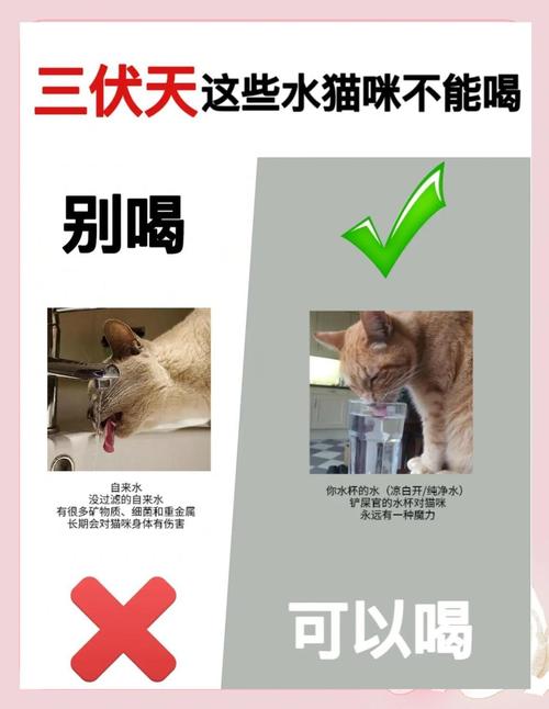 猫咪偷喝生水是怎么回事?