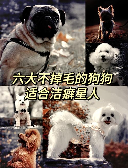 不掉毛的狗狗品种