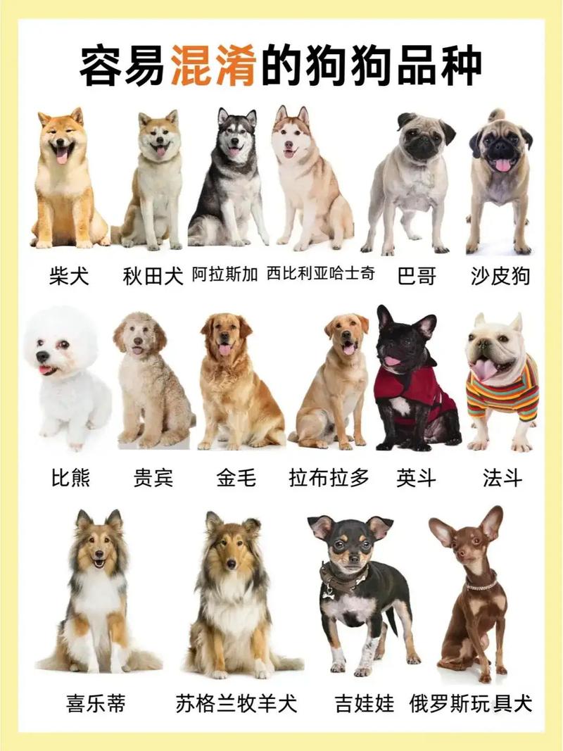 狗狗品种1秒认全|新手必看