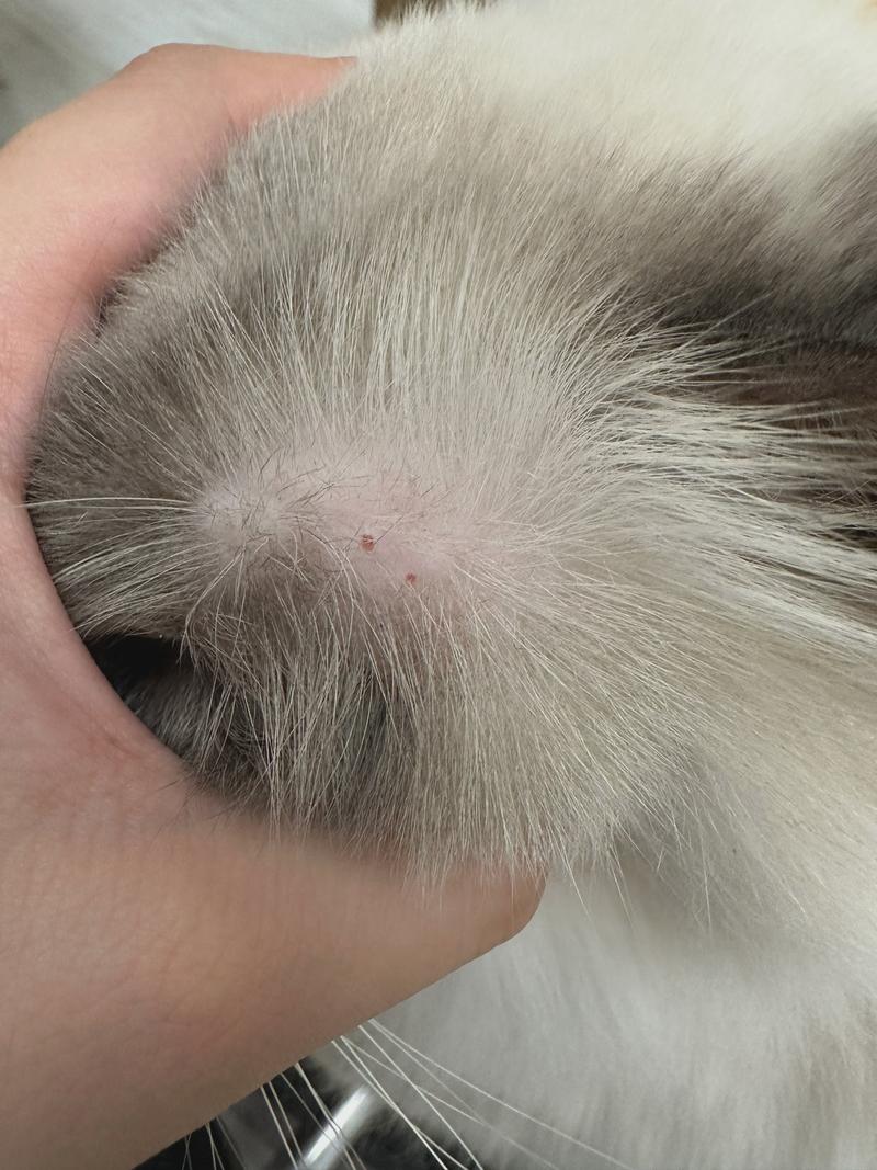 猫咪被打颅内出血症状