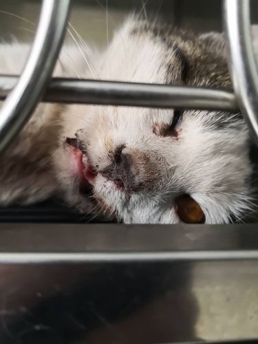 猫咪颅内出血早期表现