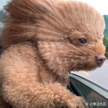 狗狗吹一晚上风扇会怎样呢