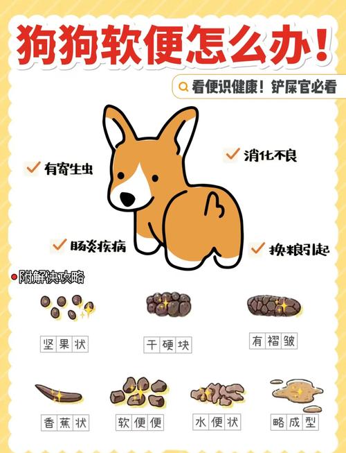 我家狗狗一开始拉的很好,后来拉软便,怎么办