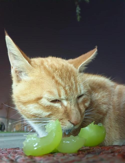 猫吃了提子会怎么样