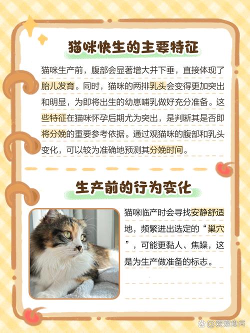 怎么判断猫咪是否快要生了?