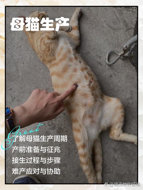 猫咪快生了有什么预兆