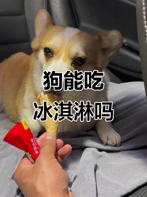狗狗可以吃冰淇淋吗