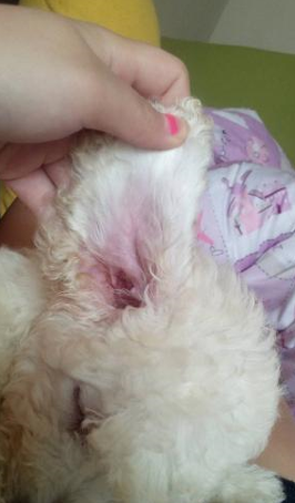 狗死活不让清理耳朵怎么办
