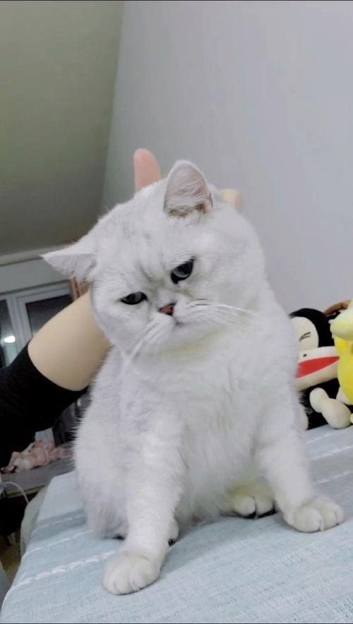 猫猫发情了怎么办呢?