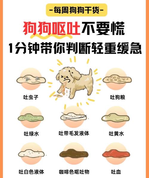 狗狗得了冠状病毒呕吐物对人有影响吗