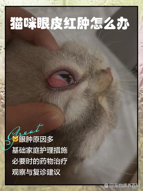 猫咪眼眶一圈发红怎么办