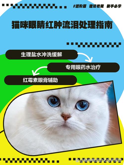 猫咪眼眶周围发红该怎么办?