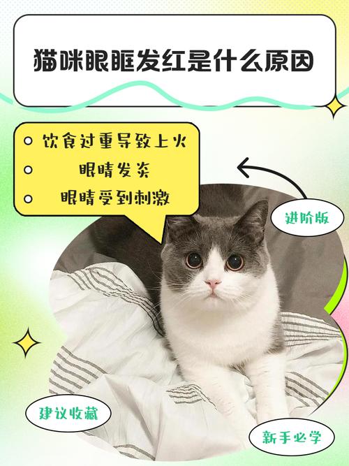 猫咪眼框发红什么原因