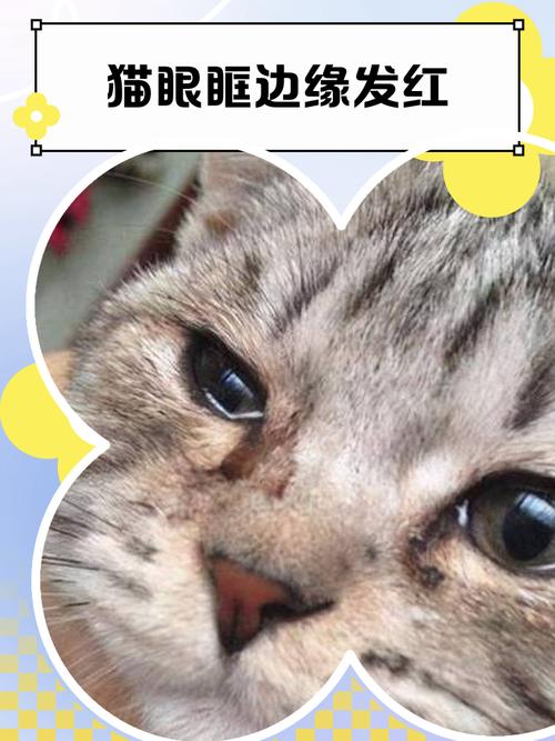猫咪眼眶发红