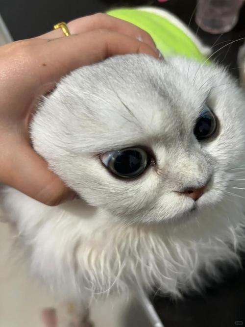 猫打喷嚏,眼眶发红