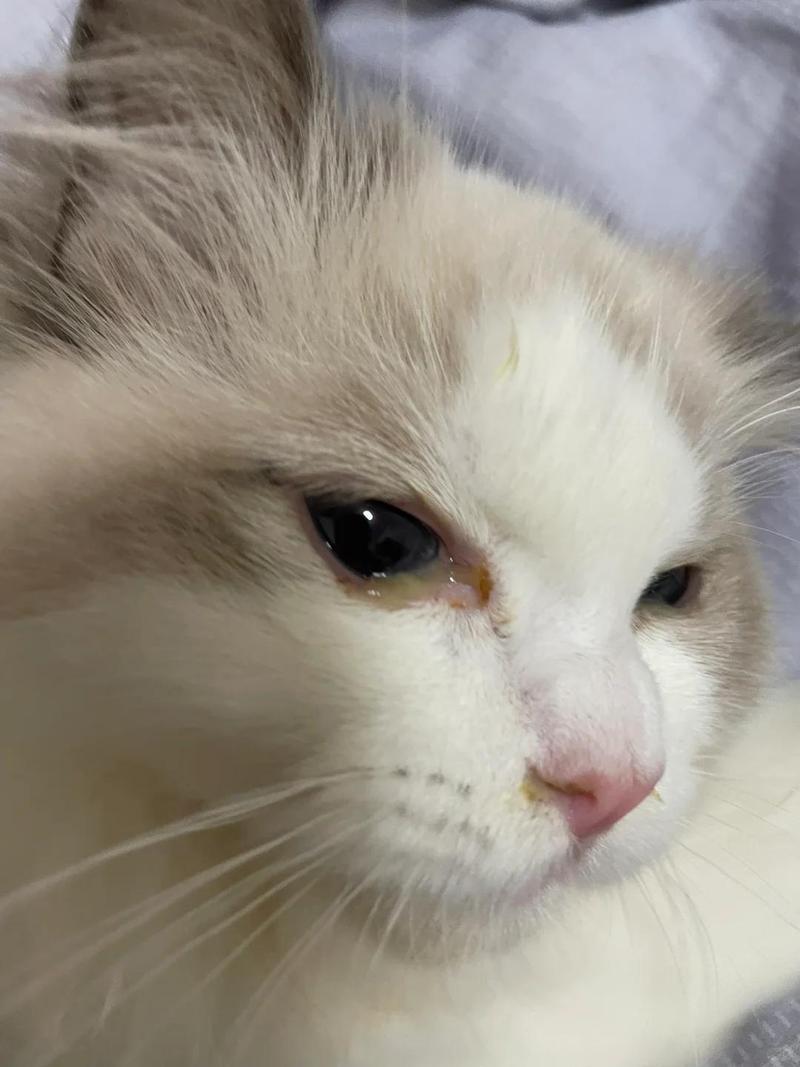 猫咪一只眼眶边缘发红