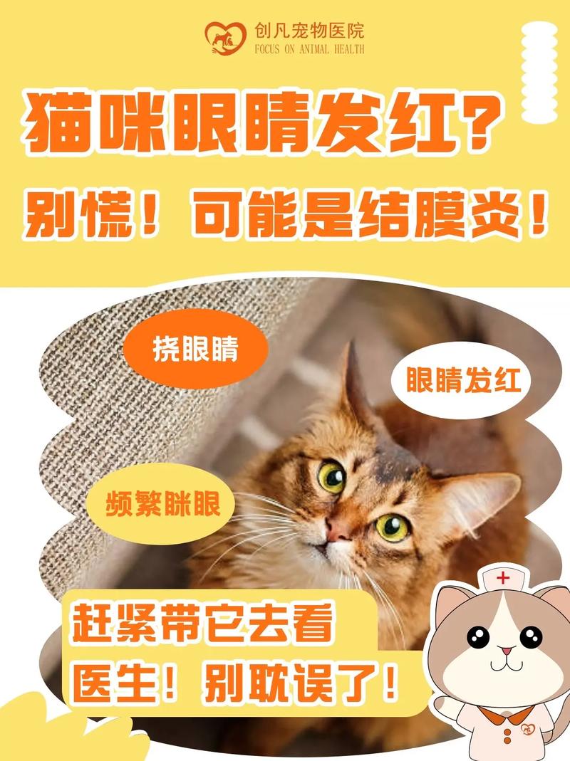 ...最近它的眼睛眼眶很红,还怕光,大家帮忙知道这是怎么了?