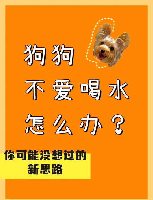 狗狗不爱喝水有什么办法