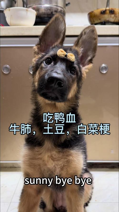 狗可以吃鸭血块吗