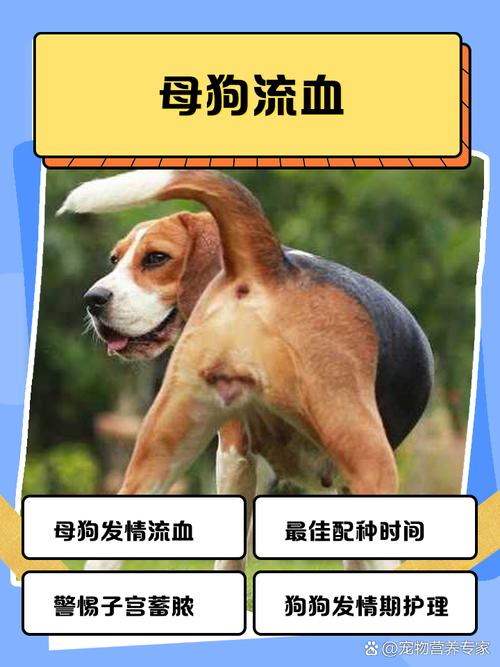 哺乳期的狗狗可以吃鸡鸭血吗?