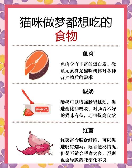 猫咪可以吃哪些食物呢?饼干可以喂吗?
