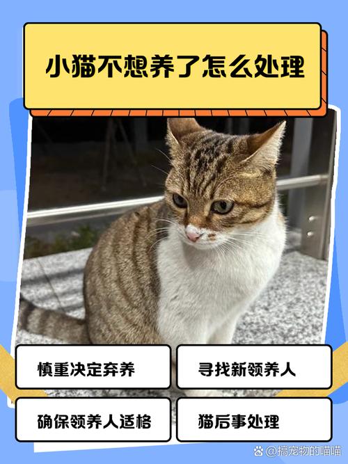 狸花猫太凶怎么办